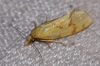 Agapeta angelana