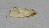 Agapeta angelana