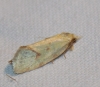 Agapeta angelana