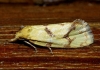 Agapeta angelana