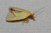 Agapeta hamana