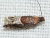 Ancylis sparulana