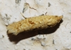 Cochylimorpha sp.