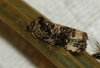 Endothenia marginana