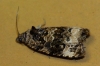 Endothenia marginana
