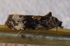 Endothenia marginana