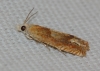 Eucosma conterminana Eucosma conterminana
