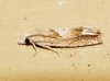 Eucosma conterminana Eucosma conterminana