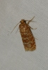 Lozotaeniodes formosana