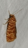 Lozotaeniodes formosana