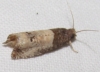 Notocelia roborana