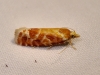 Rhyacionia buoliana