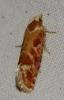 Rhyacionia buoliana