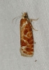 Rhyacionia buoliana