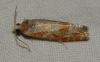 Rhyacionia sp.