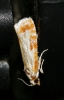 Rhyacionia sp.