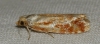 Rhyacionia sp.