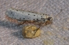 A identificar