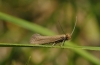A identificar
