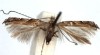 Acrocercops cocciferellum