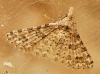 Alucita sp.