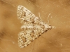 Alucita sp.