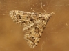 Alucita sp.