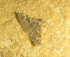Alucita sp.