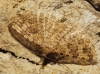 Alucita sp.