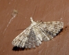 Alucita sp.