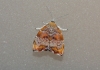 Choreutis nemorana (Hbner 1799)