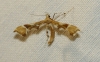 Cnaemidophorus rhododactyla (Denis & Schiffermüller 1775)