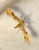 Cnaemidophorus rhododactyla (Denis & Schiffermüller 1775)