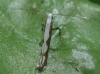 Dialectica scalariella (Zeller 1850)