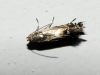 Glyphipterix ?