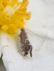 Glyphipterix cf. simpliciella