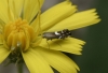 Glyphipterix gianelliella