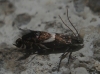 Glyphipterix sp.