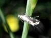 Glyphipterix sp.
