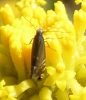 Glyphipterix sp.