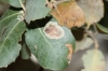 Phyllonorycter belotella ?
