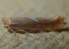 Phyllonorycter belotella