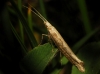 Plutella xylostella (Linnaeus 1758)