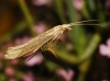 Plutella xylostella (Linnaeus 1758)