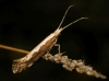 Plutella xylostella (Linnaeus 1758)