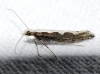 Plutella xylostella (Linnaeus 1758)