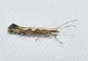 Plutella xylostella (Linnaeus 1758)