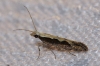 Plutella xylostella