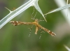 Pterophoridae sp.