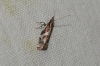 Rhigognostis hufnagelii (Zeller 1839)